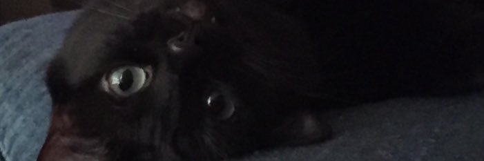 SeeingEyeMonkey's profile banner image