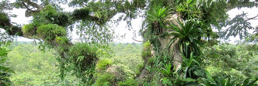 TropicalConservation banner