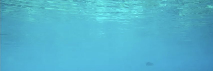 דג הכסף's banner