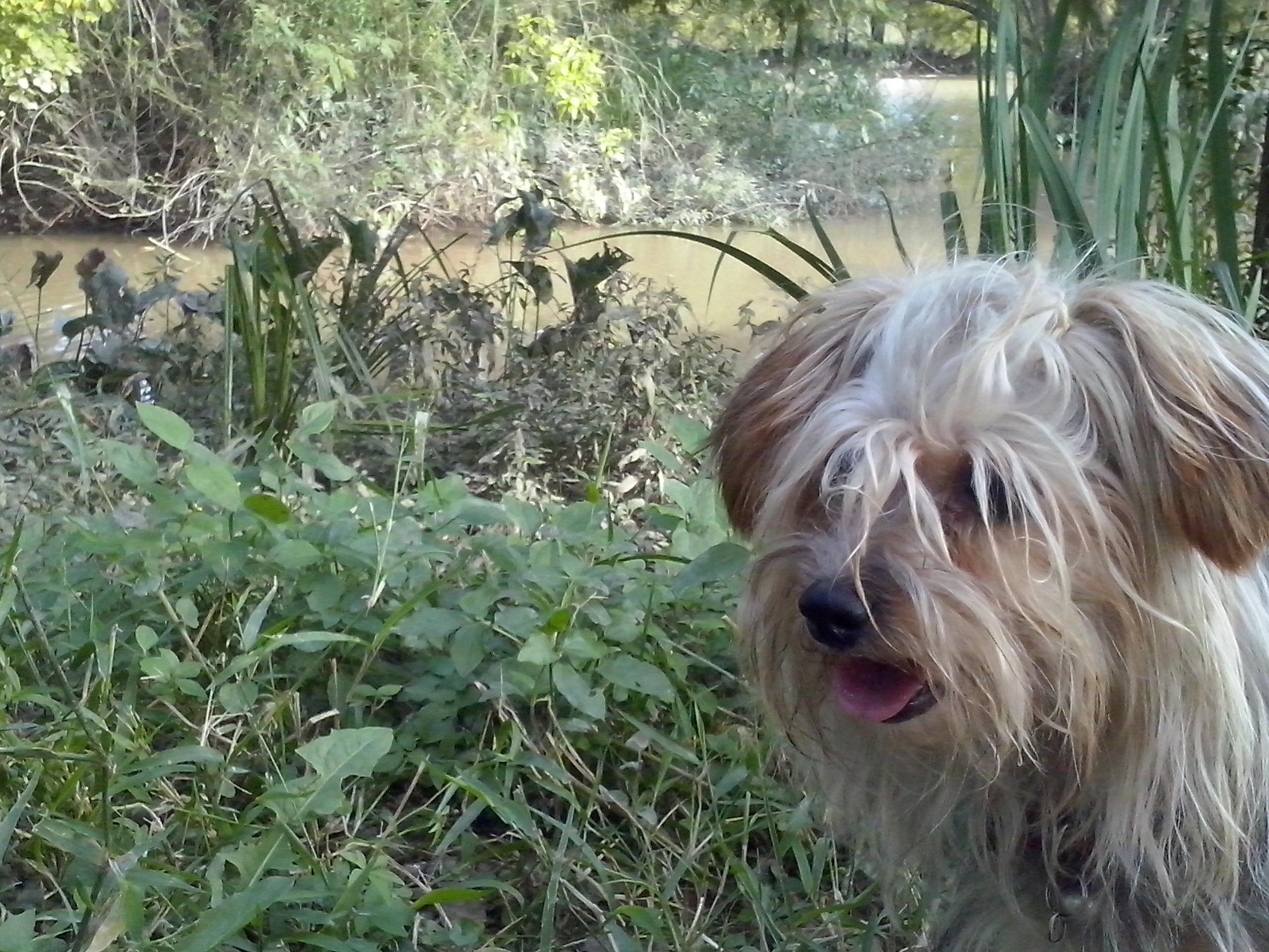BrenPan's profile banner image