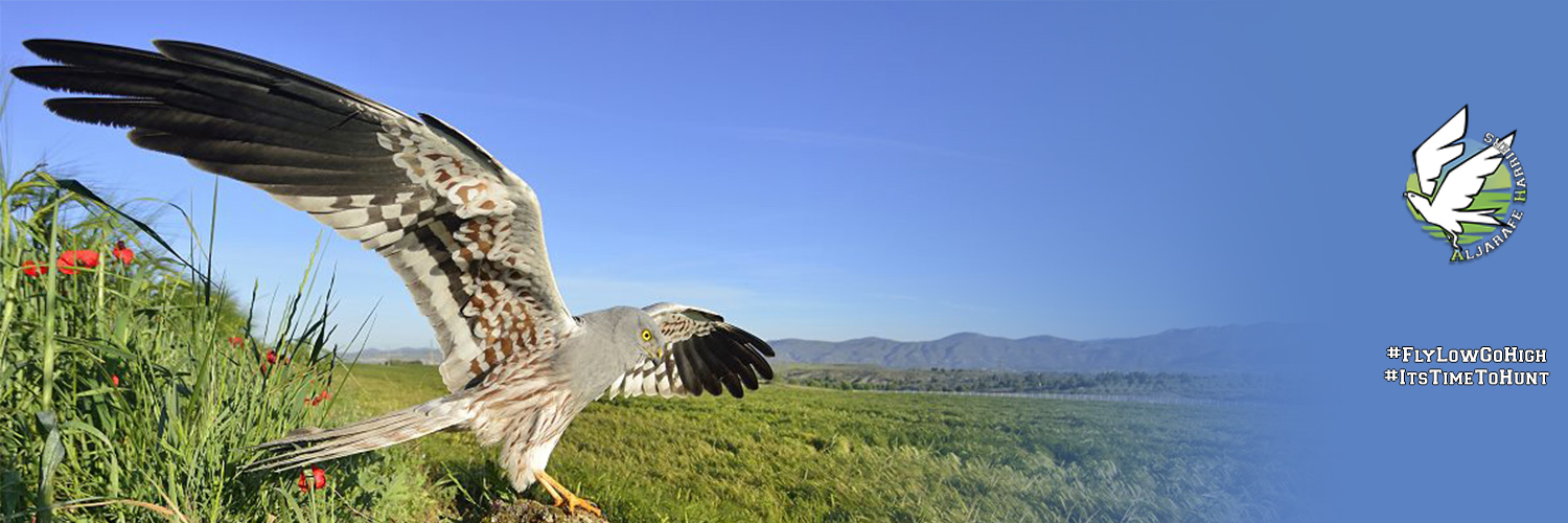 Aljarafe Saga Harriers Flag Football banner