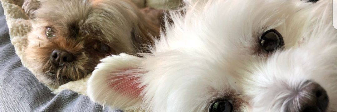 Bryce Edmondson banner