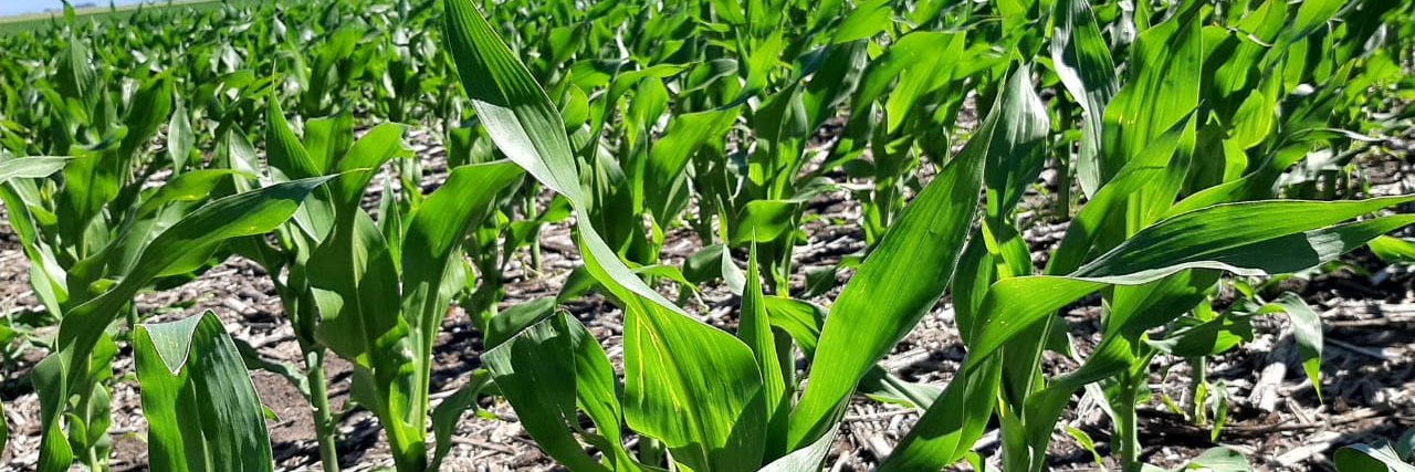 MecaTech Agroconsultora banner