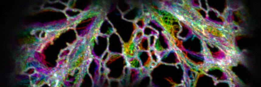 Kriechbaumer lab banner