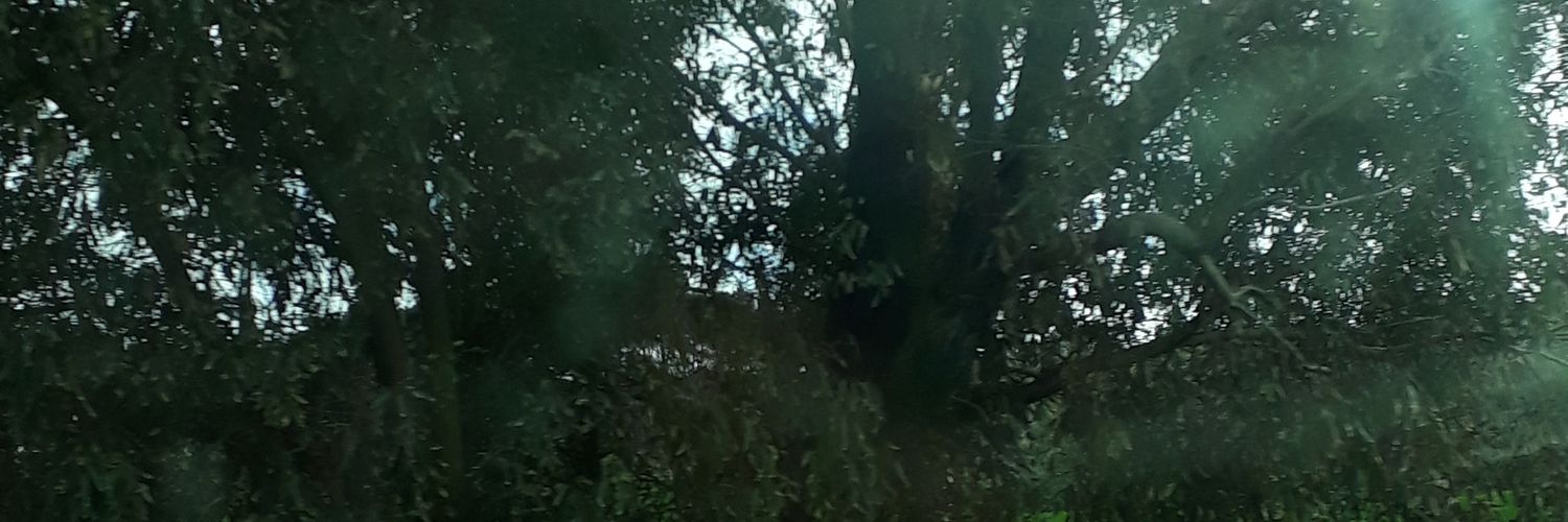 abbassi_awatef's profile banner image