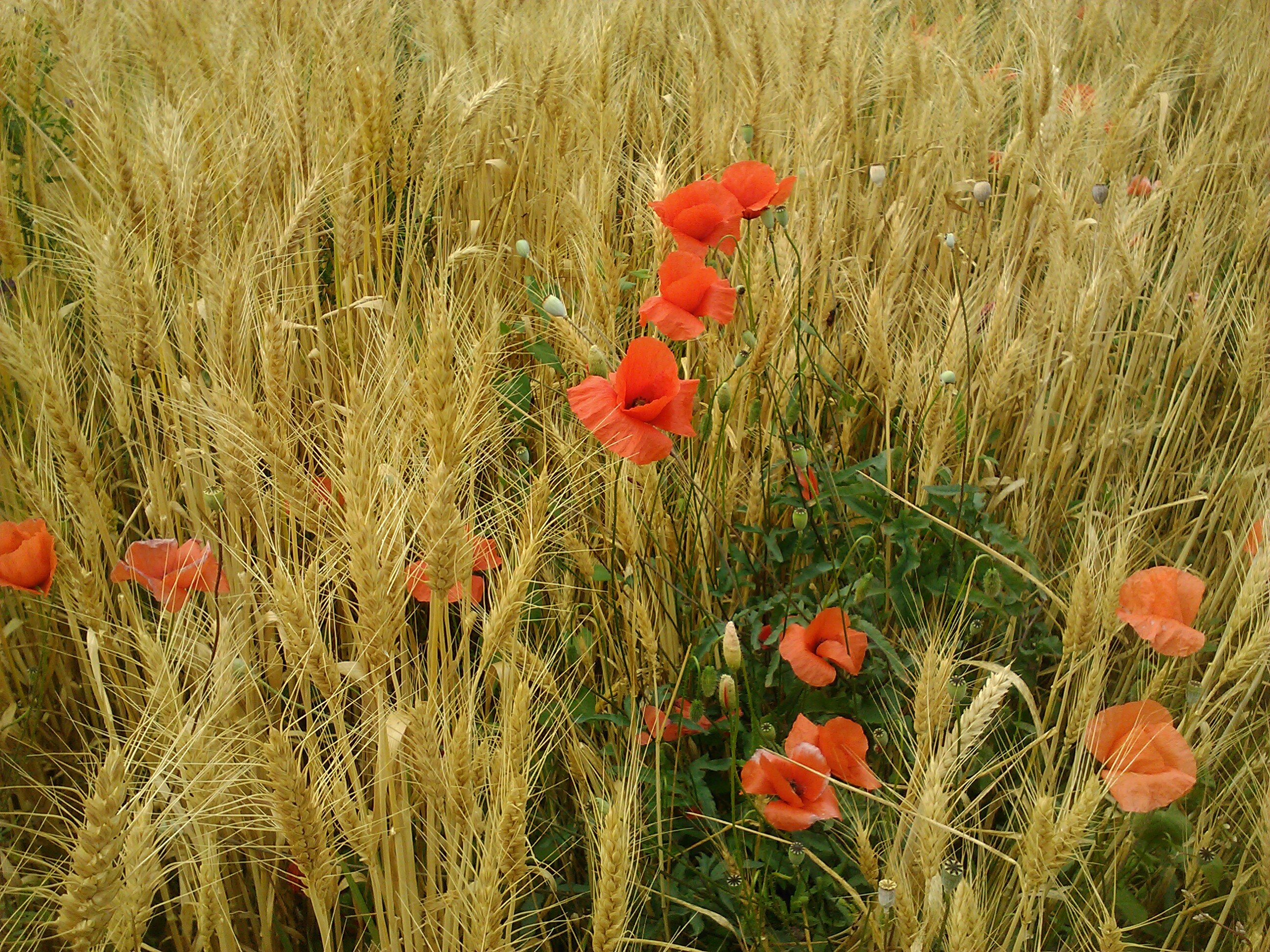AnnaTonetti's profile banner image