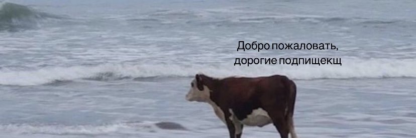 ansainty's profile banner image