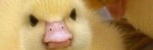 Jake banner