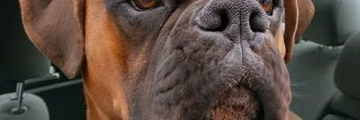 Boxer_heaven99 banner