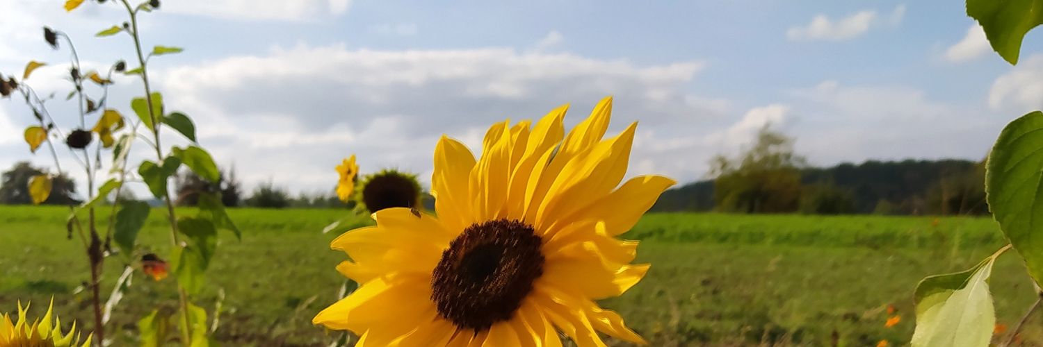 schaezle's profile banner image