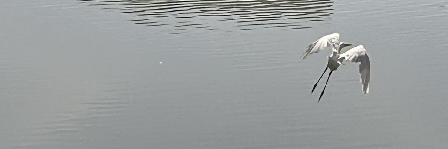 Esteban Bellomo banner