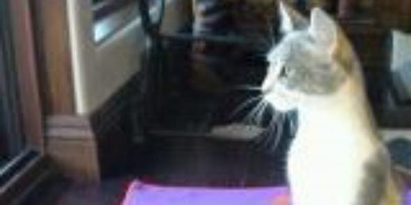 Emily Coe banner