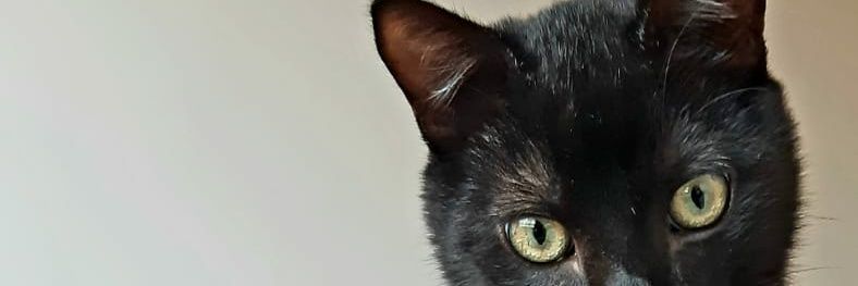 AMariaCely's profile banner image