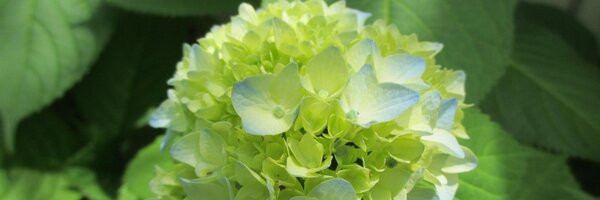 hitomi_sa Profile Banner