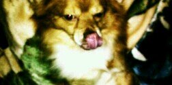 nora_dangel's profile banner image
