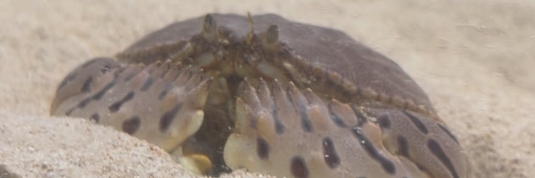 Pempheridae_864's profile banner image