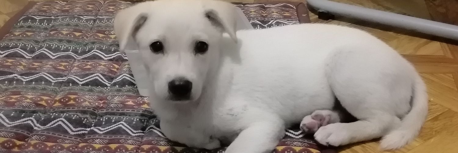 Kuhreeena's profile banner image