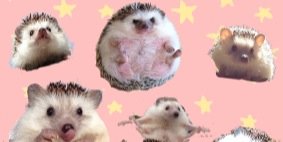 JDiPasqua's profile banner image