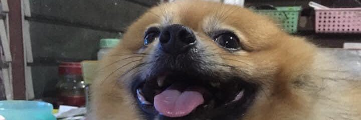 Pinzpin_viper's profile banner image