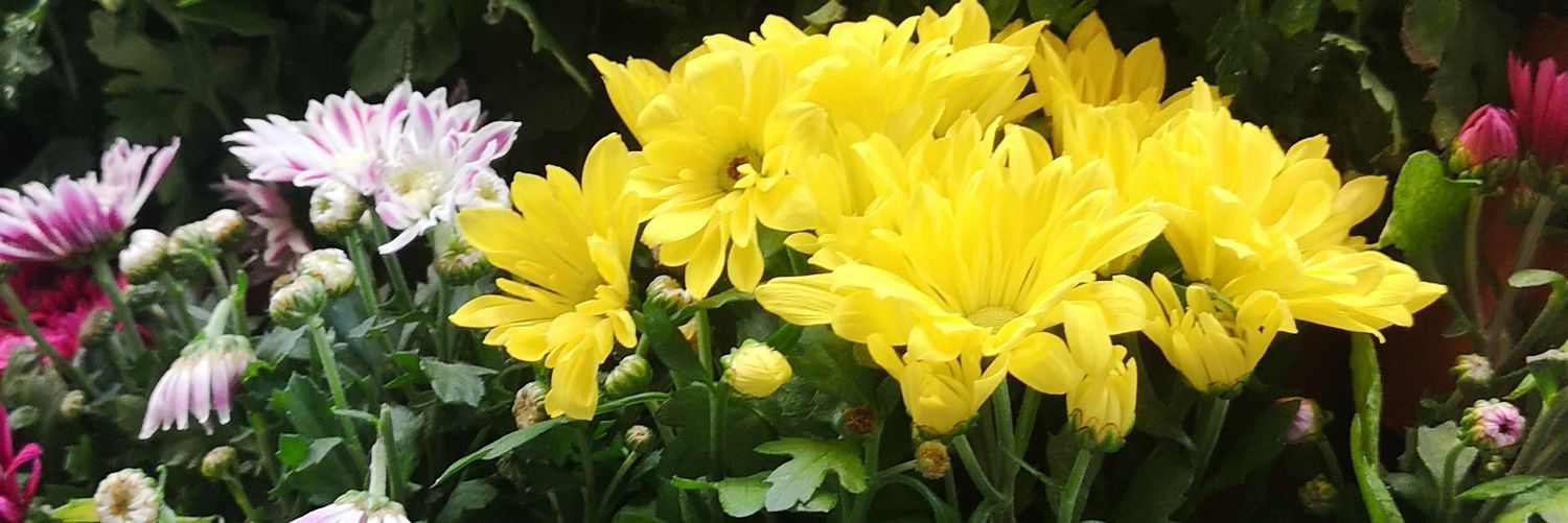 boafilla's profile banner image
