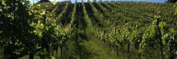 WineandCoLLC Profile Banner