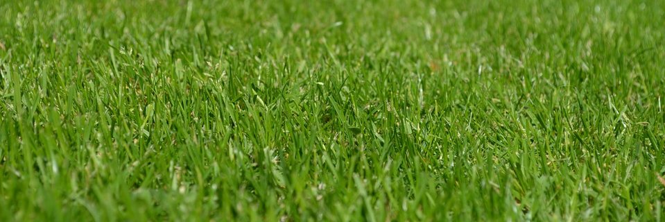 🇵🇸🍉Castrón banner