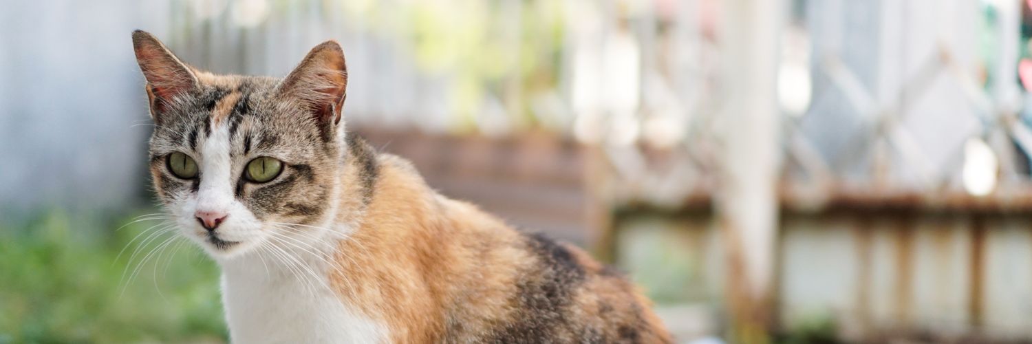 strayinalive 🕺🌱 banner