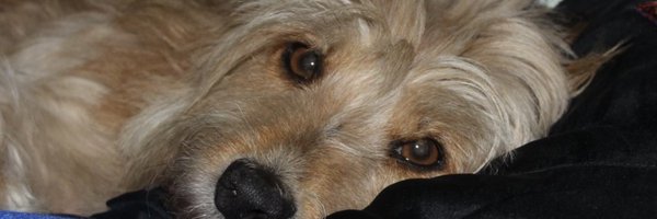SueMClarke1 Profile Banner