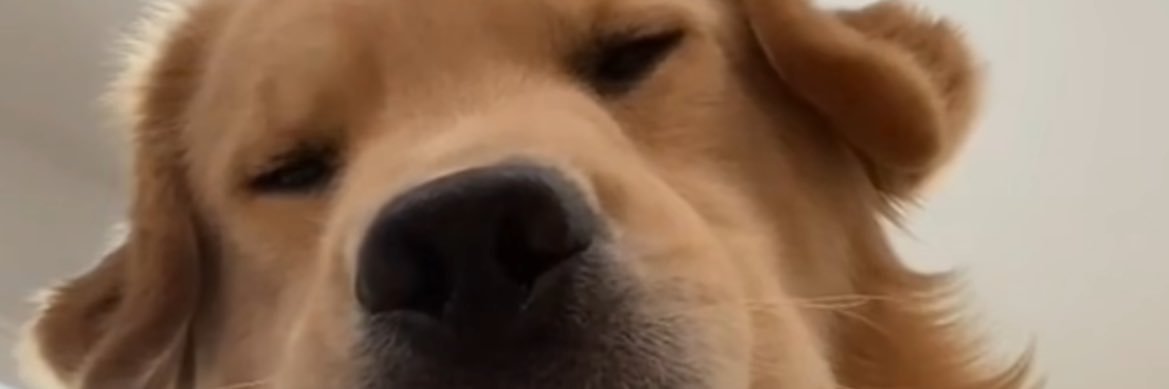 こいめのかるぴす banner