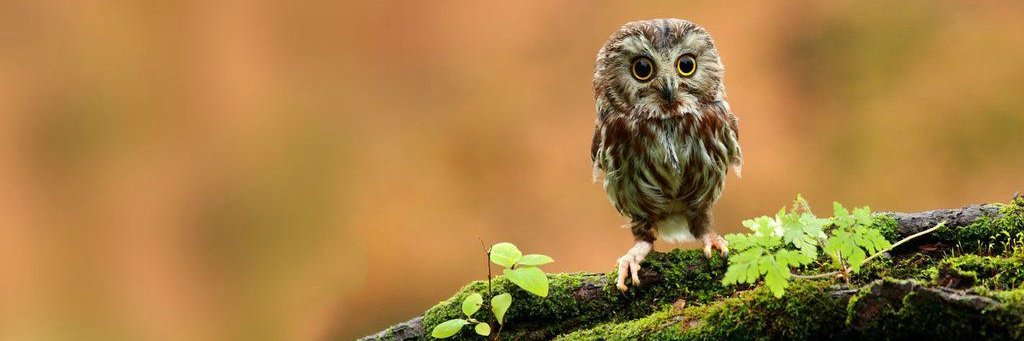 Sasha Ignatenko ⌘🛠️ banner