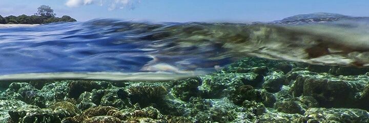 Irie Renard®️ banner