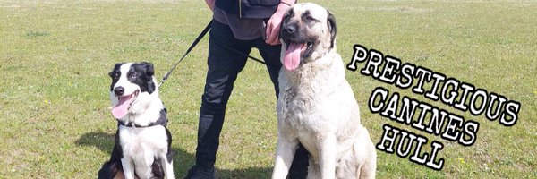 canines_hull Profile Banner