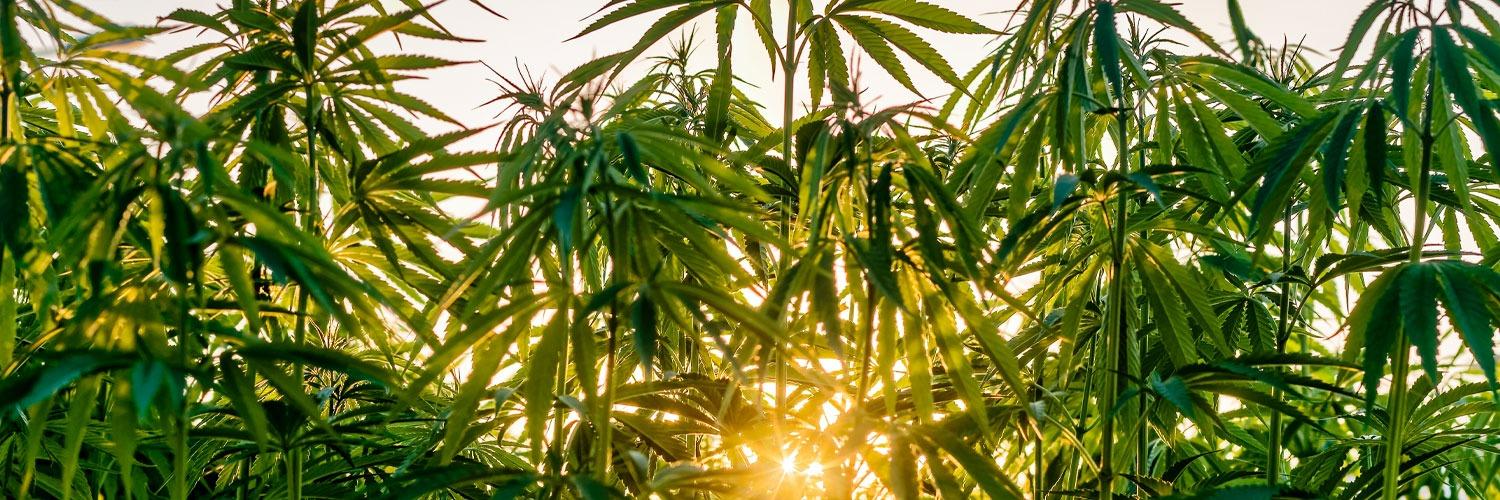 CSC High Ground Berlin e.V. banner