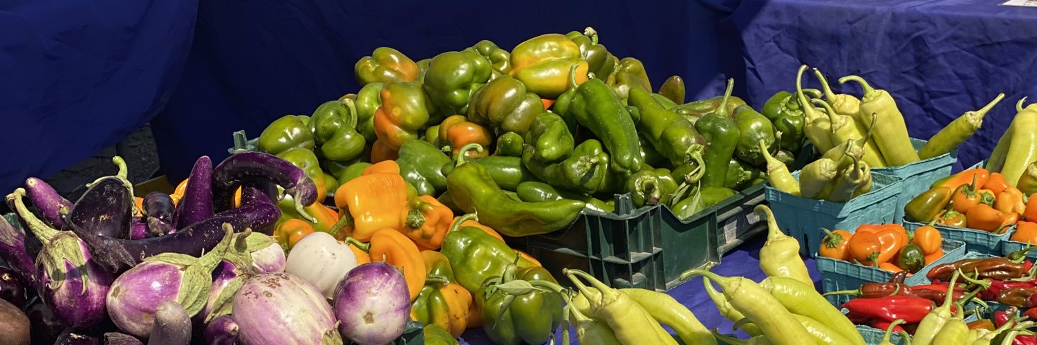 Sarah Sheffer banner