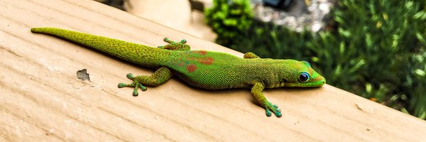 psalvy_ Profile Banner