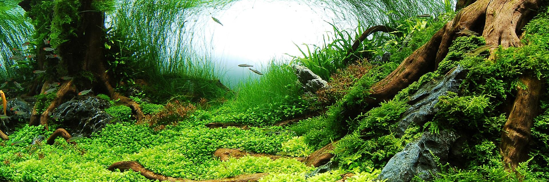 𝒔𝒎𝒌𝒏 banner