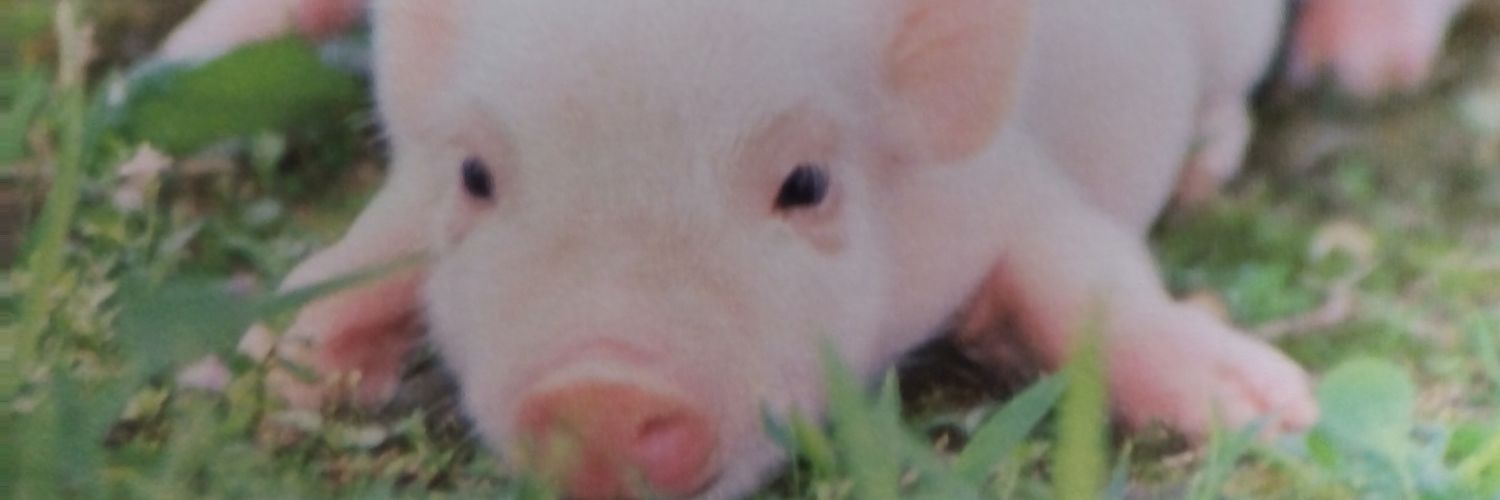 BOO_BOO_PANDA_'s profile banner image