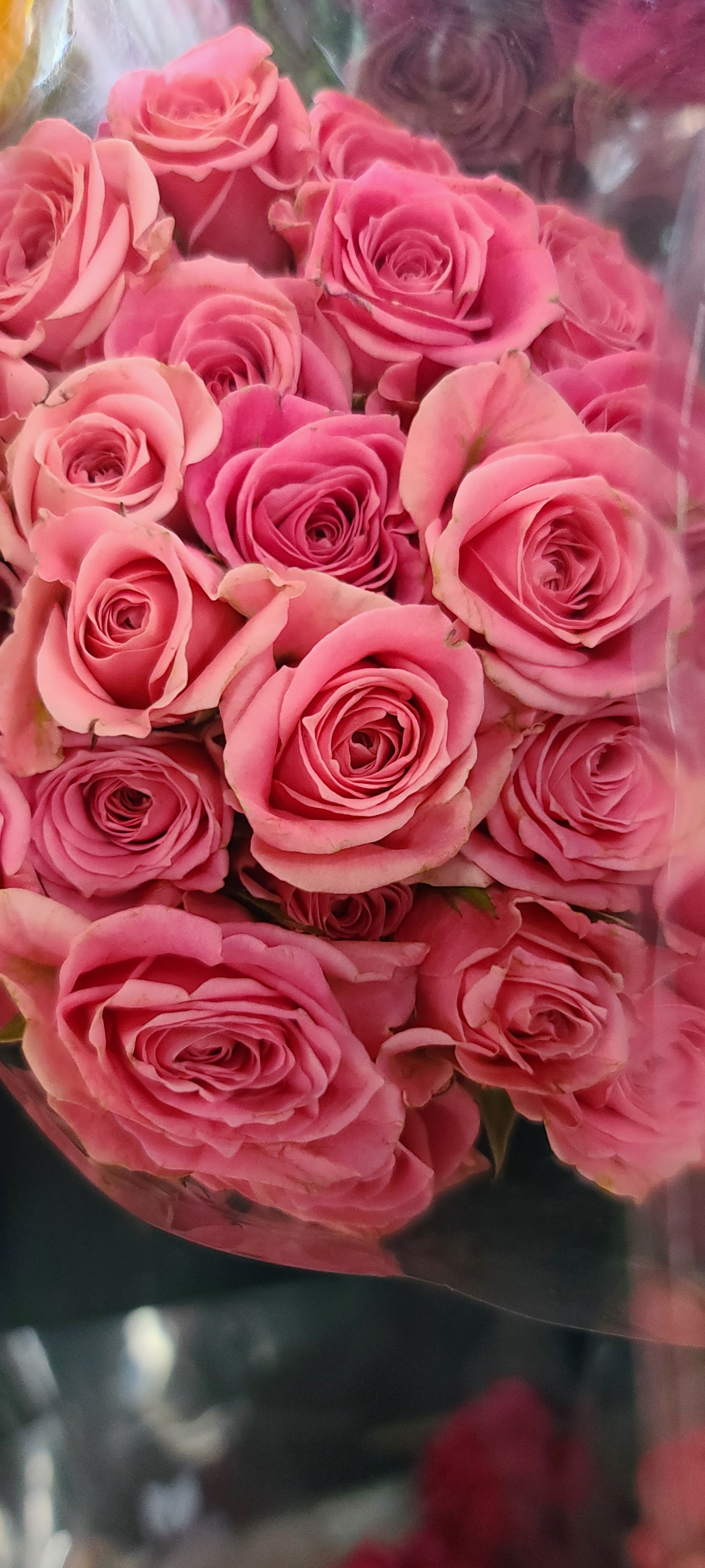 elizabeth_ann's profile banner image