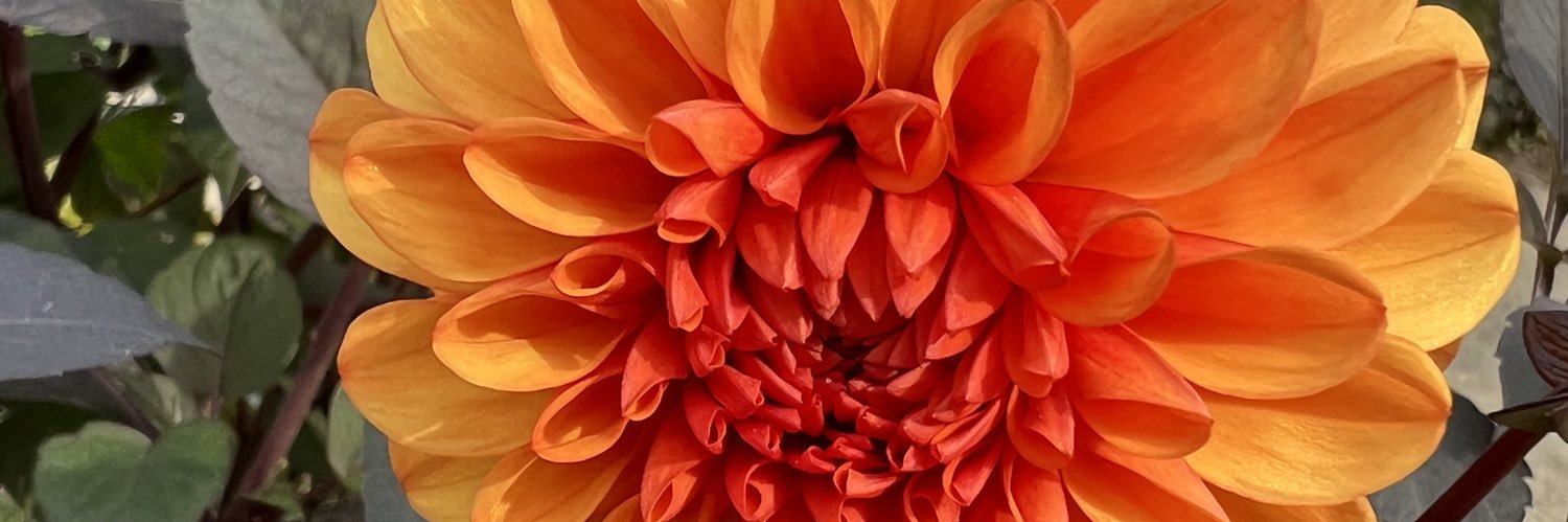 Anna Meredith banner