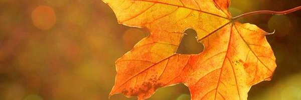 PeMiHo1106 Profile Banner