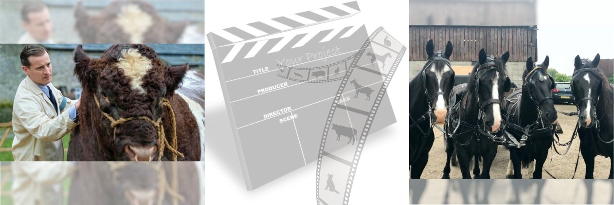 1stChoiceAnimal's profile banner image