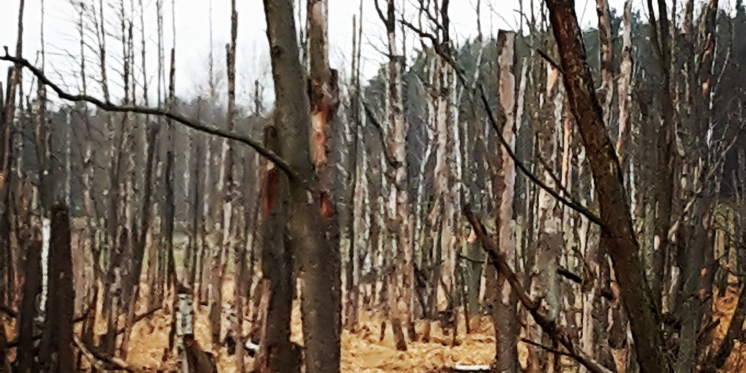 radoslavskarda's profile banner image