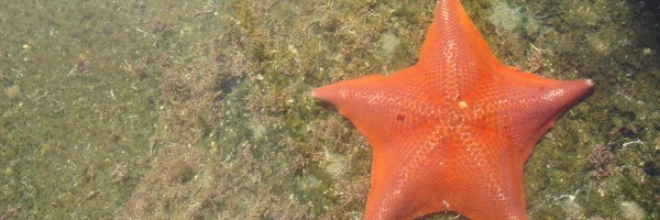 anbarata Profile Banner