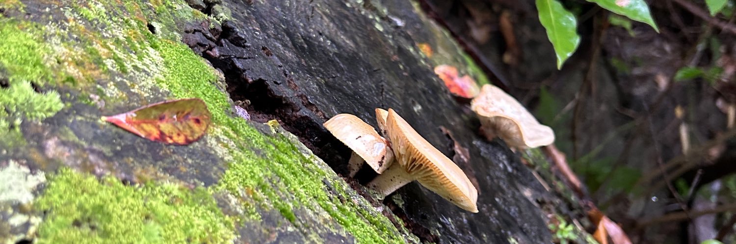 n_moto_mj（エヌモト エムジ） banner