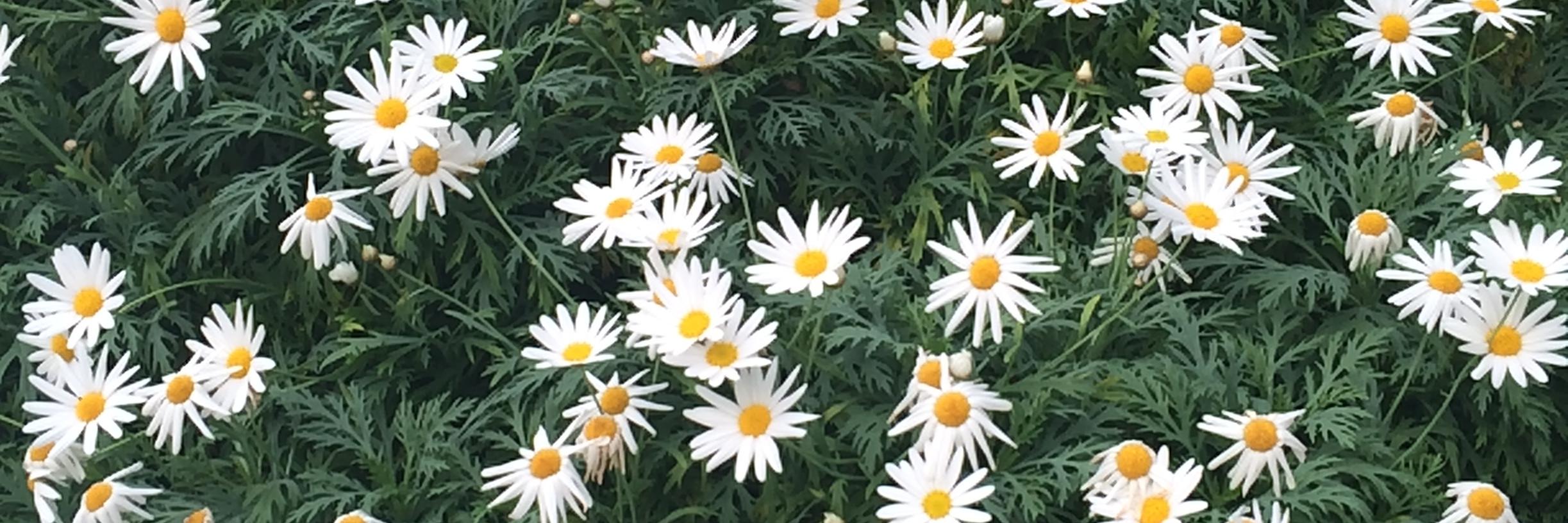 🌻 banner