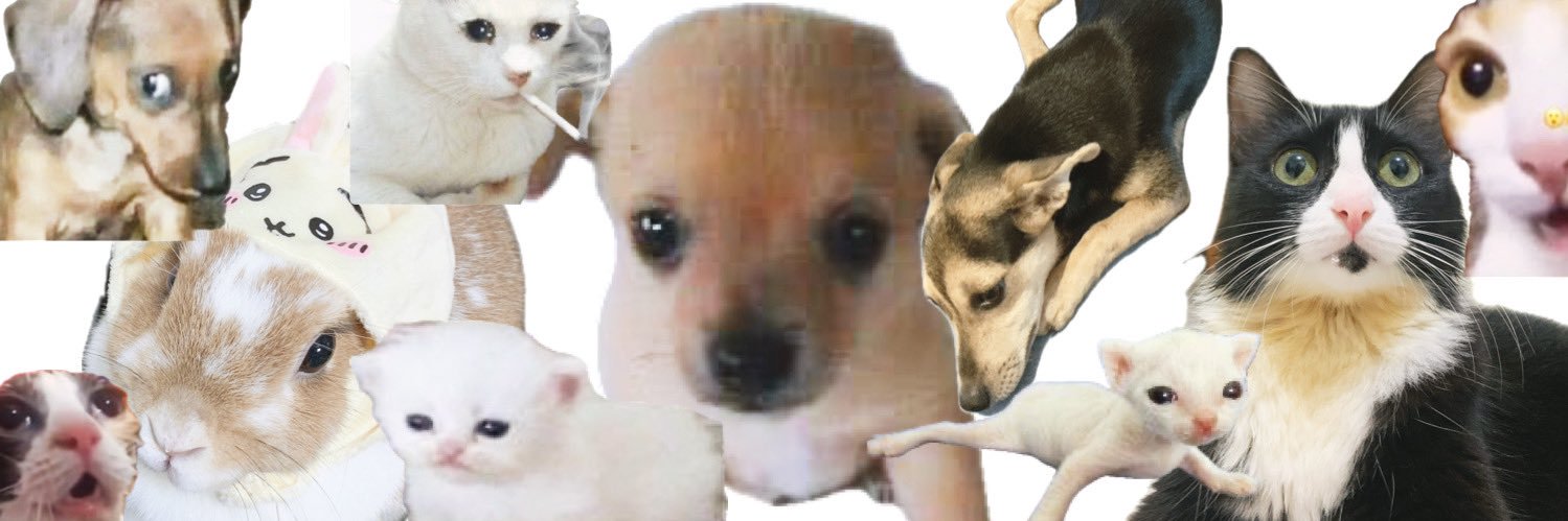mimi banner