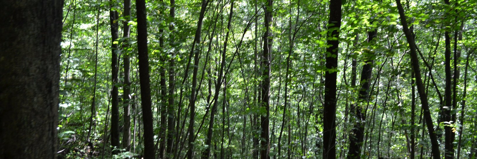 stephanie_h's profile banner image