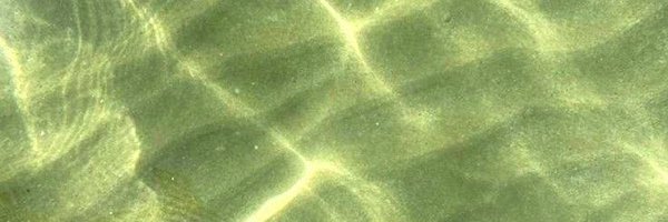 Cactusss_X4 Profile Banner
