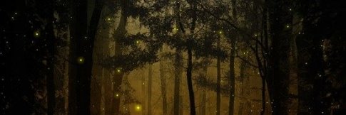 RashidZyz's profile banner image