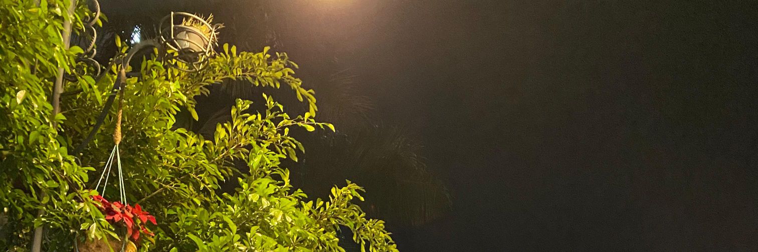 🍍 banner